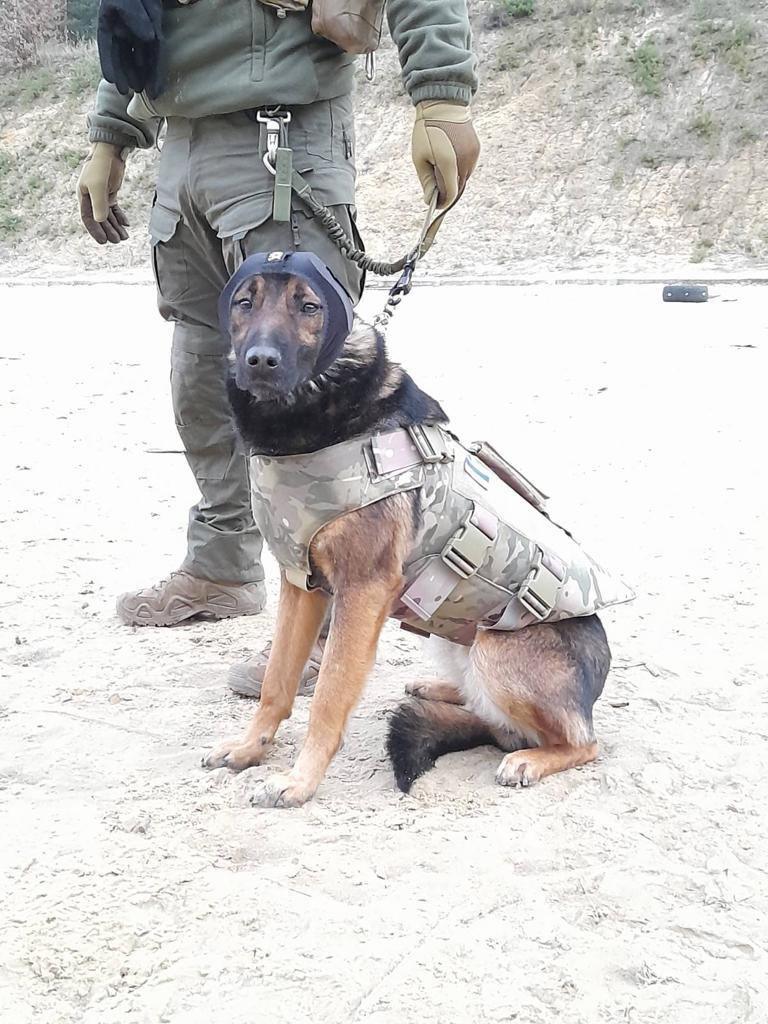 We had heard about #workingdogs near the front lines in #ukraine that had zero protection. We changed that. #nowzadukraine #DogsofTwittter