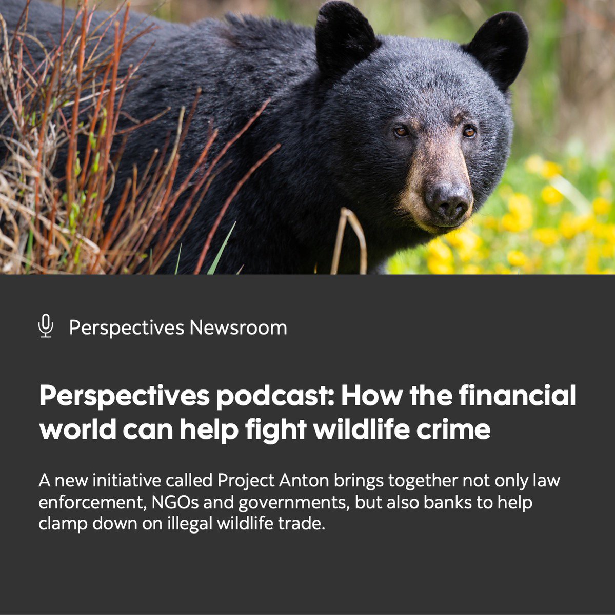 scotiabank's tweet photo. The illegal wildlife trade generates an estimated US$20 billion in criminal proceeds every year.
In Canada, black bears, sharks and even narwhals are targeted.
Our anti-money laundering expert tells us what the financial world is doing to prevent it. 👇