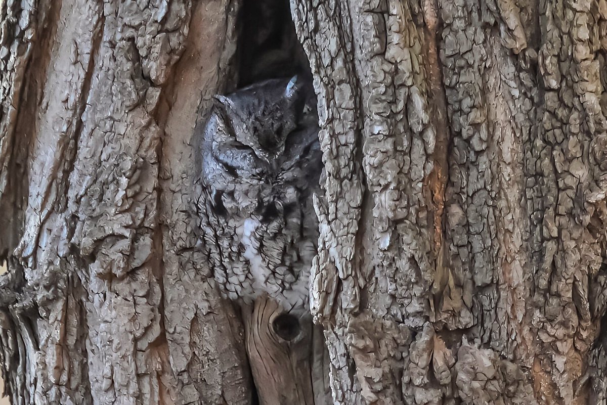 Eastern screech owl peeks out fr its tree hole. #easternscreechowl #WildlifeWednesday #BirdsOfTwitter #BirdsSeenIn2023