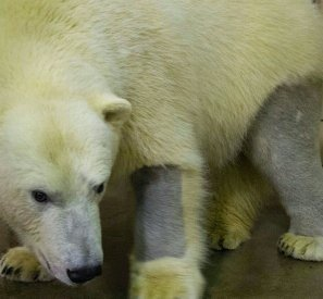 SHammGCC's tweet photo. The skin of a polar bear is black. Their fur is also translucent but appears white as it reflects the surrounding light.  #polarbear #snow https://t.co/deIr6W9uu2