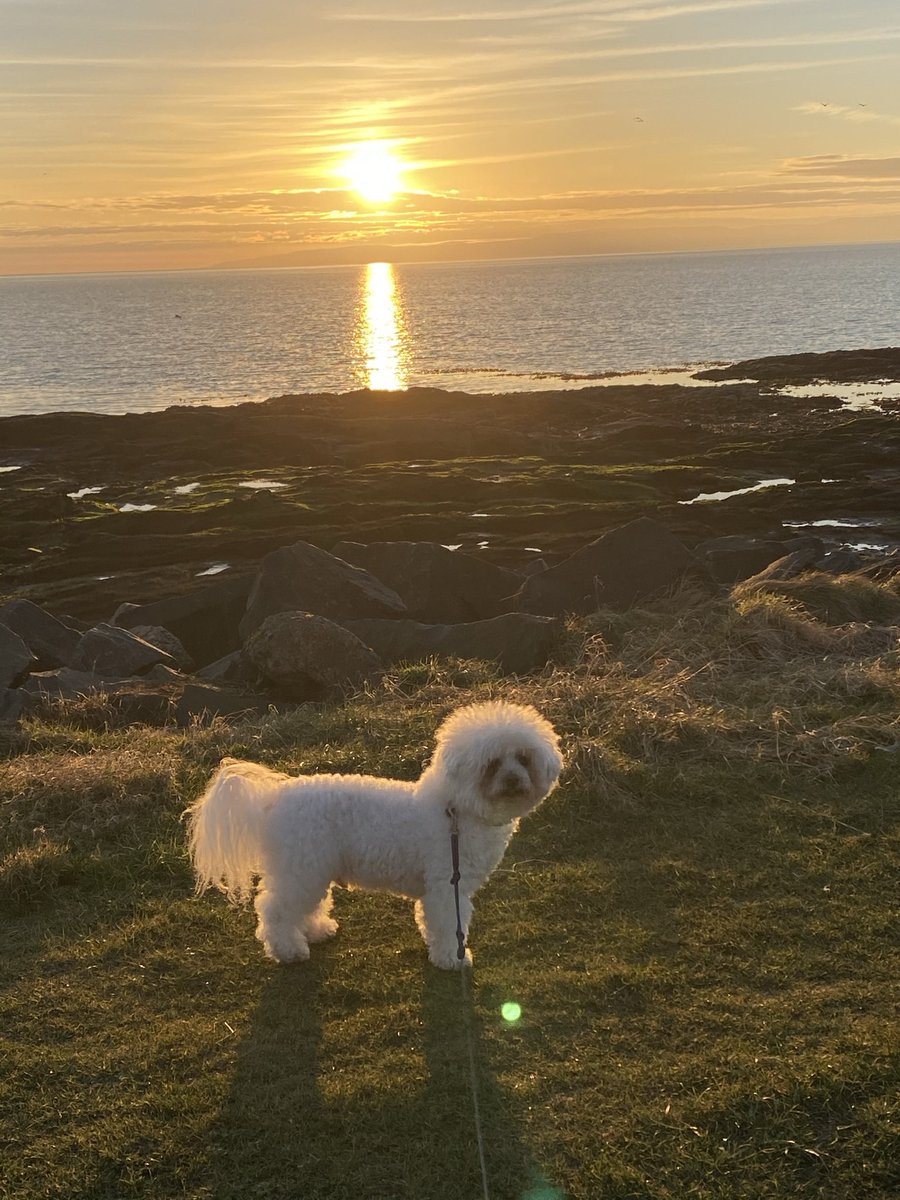 Puddles at sunset on Troon beach on National Walking the Dog Day #Puddles #NationalWalkingTheDogDay #Troon #sunset #BichonFrise #walkies 💞🐶💞🏴󠁧󠁢󠁳󠁣󠁴󠁿