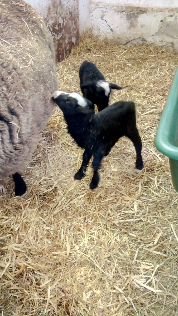 Zurueck_z_Natur's tweet photo. Weil #Drillinge mittlerweile langweilig sind 😉 gab es heute zweimal #Zwillinge. #Lammda #schaf #landwirtschaft #schwaara #gera #thueringen #lamm #süß #tierbaby #zwartbles #bauernhof https://t.co/9ly9STTy6X