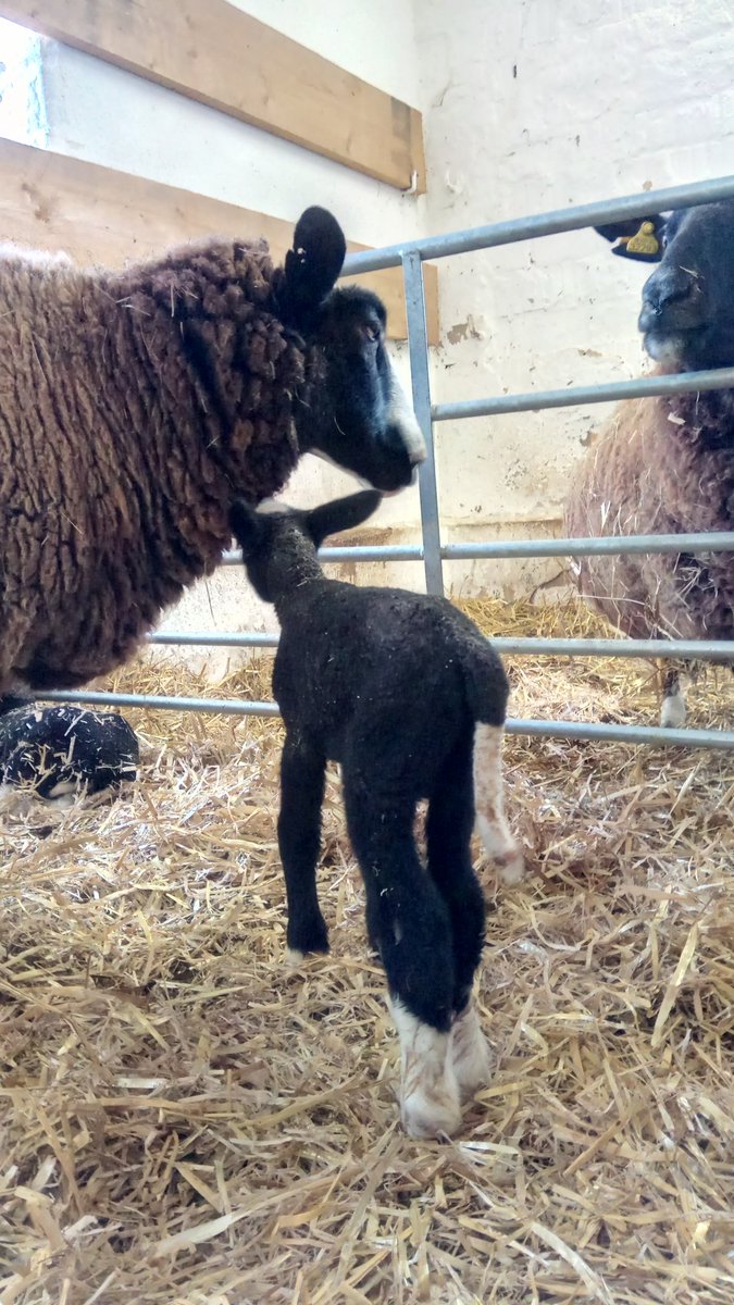 Zurueck_z_Natur's tweet photo. Weil #Drillinge mittlerweile langweilig sind 😉 gab es heute zweimal #Zwillinge. #Lammda #schaf #landwirtschaft #schwaara #gera #thueringen #lamm #süß #tierbaby #zwartbles #bauernhof https://t.co/9ly9STTy6X