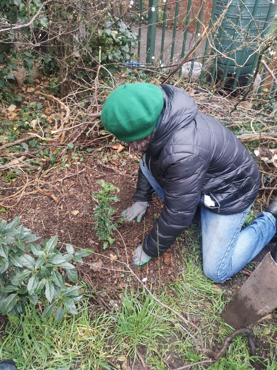 Thanks to the Friends of Cambrian gardens for a really enjoyable workday! TCV brought over some excess holly from our Chase Lane project to plant in the gardens and naturally we all got very muddy and had a great time!

#volunteering #TCV #treeplanting #friendsofparks