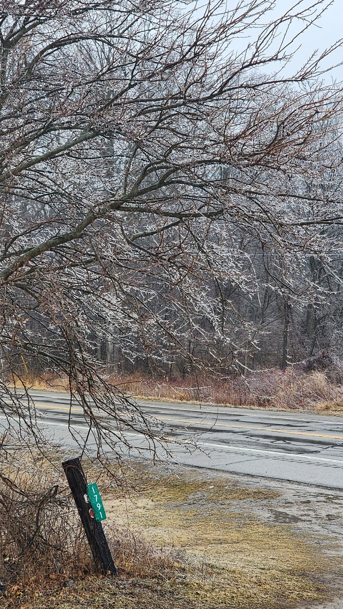 HargusLyle's tweet photo. @ryanhallyall Athens Mi collecting on the trees https://t.co/RuuDAZH3Jx