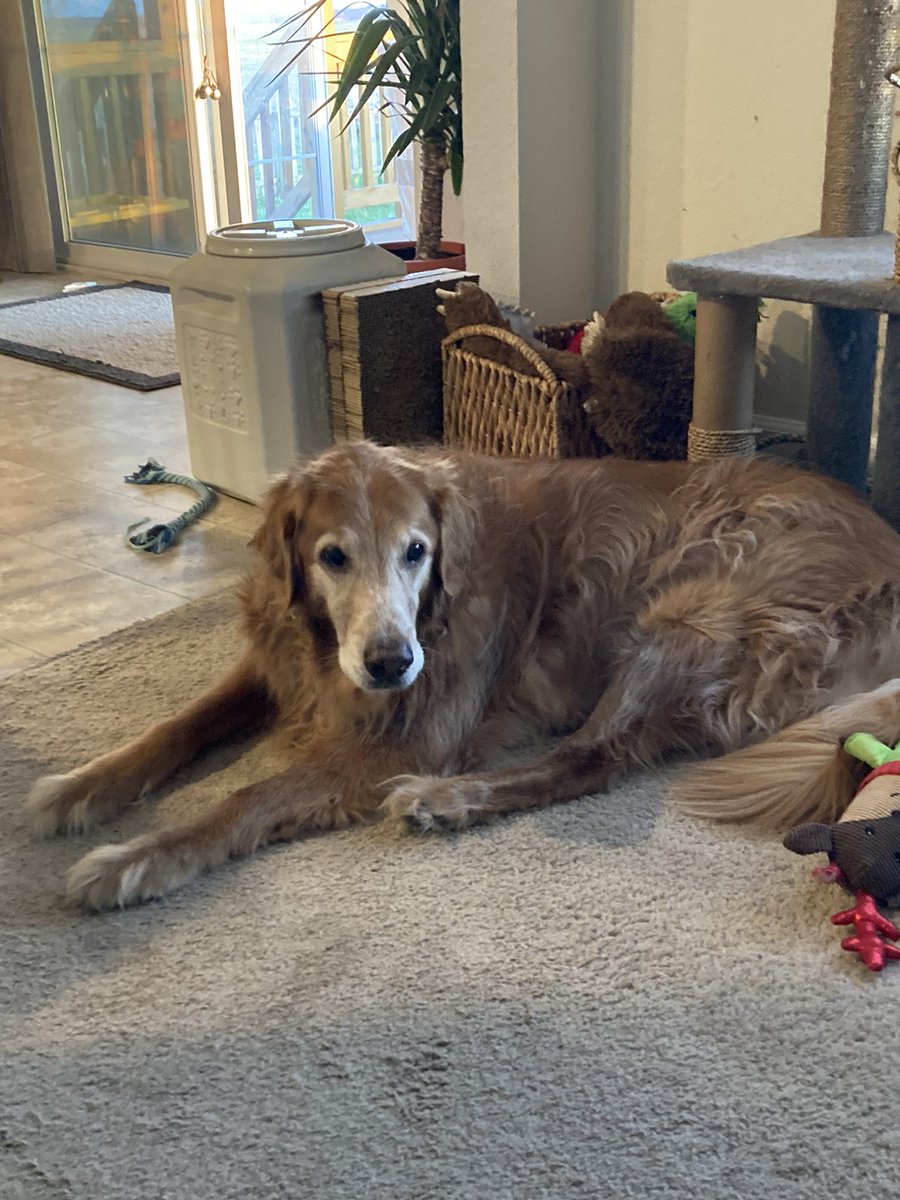 paulmac24's tweet photo. We had to say goodbye to our sweet boy, Rudy this morning. I’m sure your in a place with unlimited tennis balls. #rudy #goldenretriever #playball https://t.co/HX8ytdV0ca