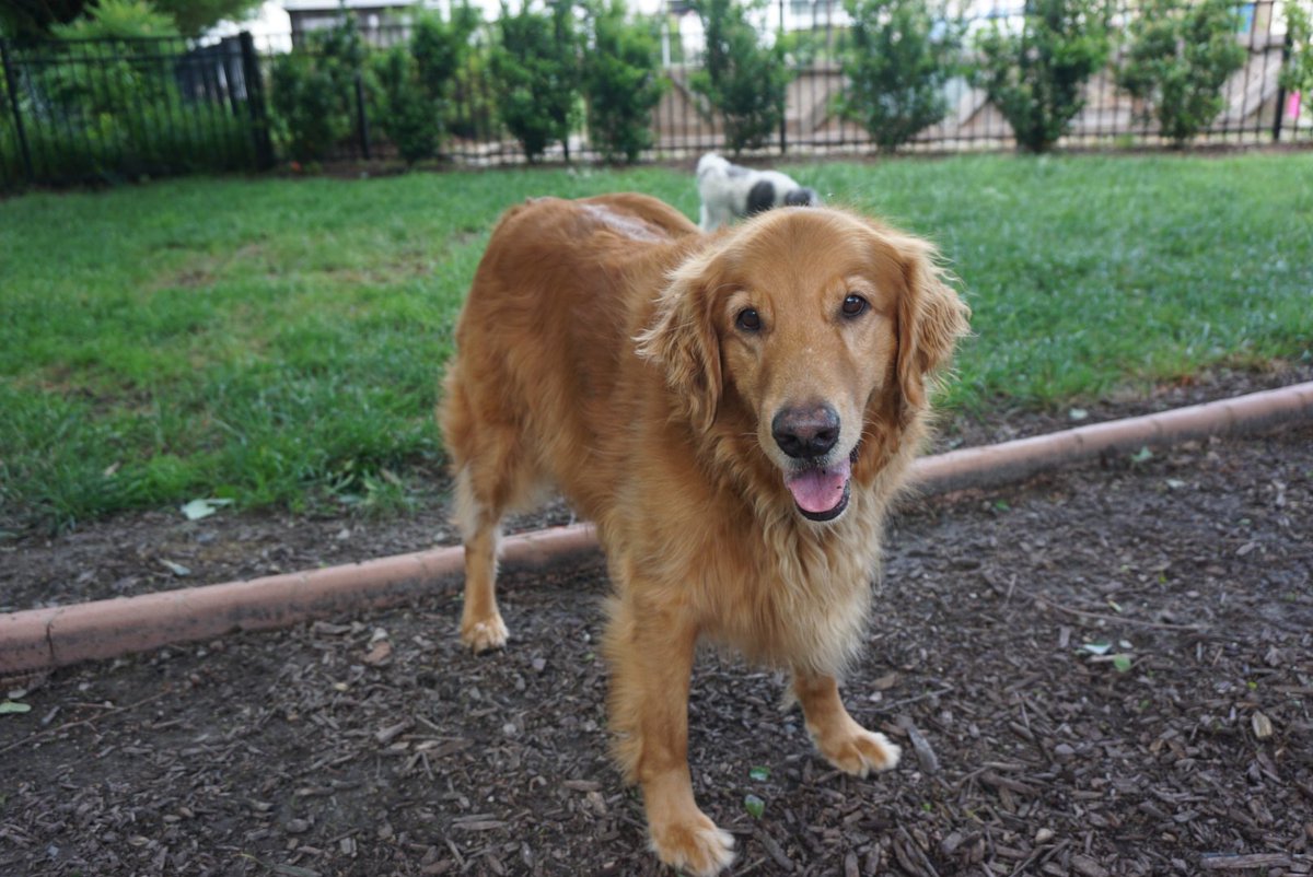 paulmac24's tweet photo. We had to say goodbye to our sweet boy, Rudy this morning. I’m sure your in a place with unlimited tennis balls. #rudy #goldenretriever #playball https://t.co/HX8ytdV0ca