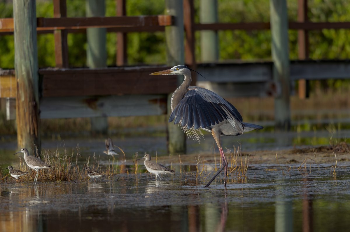 A dockside gathering | recommend a snap

Great Blue Heron joins the party

#TwitterNaturePhotography 
#Twitternaturecommunity
#BirdsOfTwitter 
#nature #NaturePhotography 
#wildlife #wildlifephotography