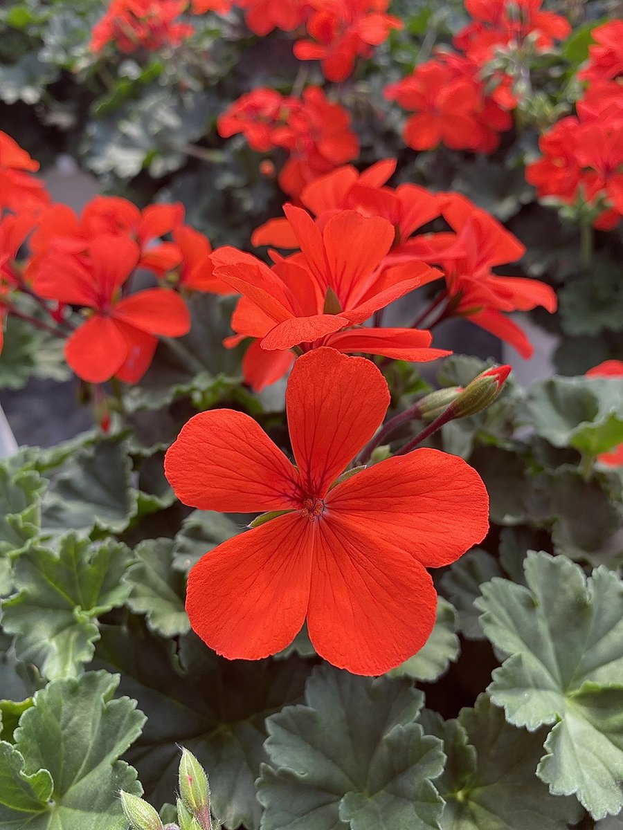 Altman_Plants's tweet photo. These geraniums on are 🔥 in the best possible way. Caliente®️ Orange by @SyngentaUS , grown at our nursery in #fallbrookcalifornia. We were touring spring color plants last week and got a verifiable kick out of seeing these intensely colorful flowers. https://t.co/XkSeKx71KW