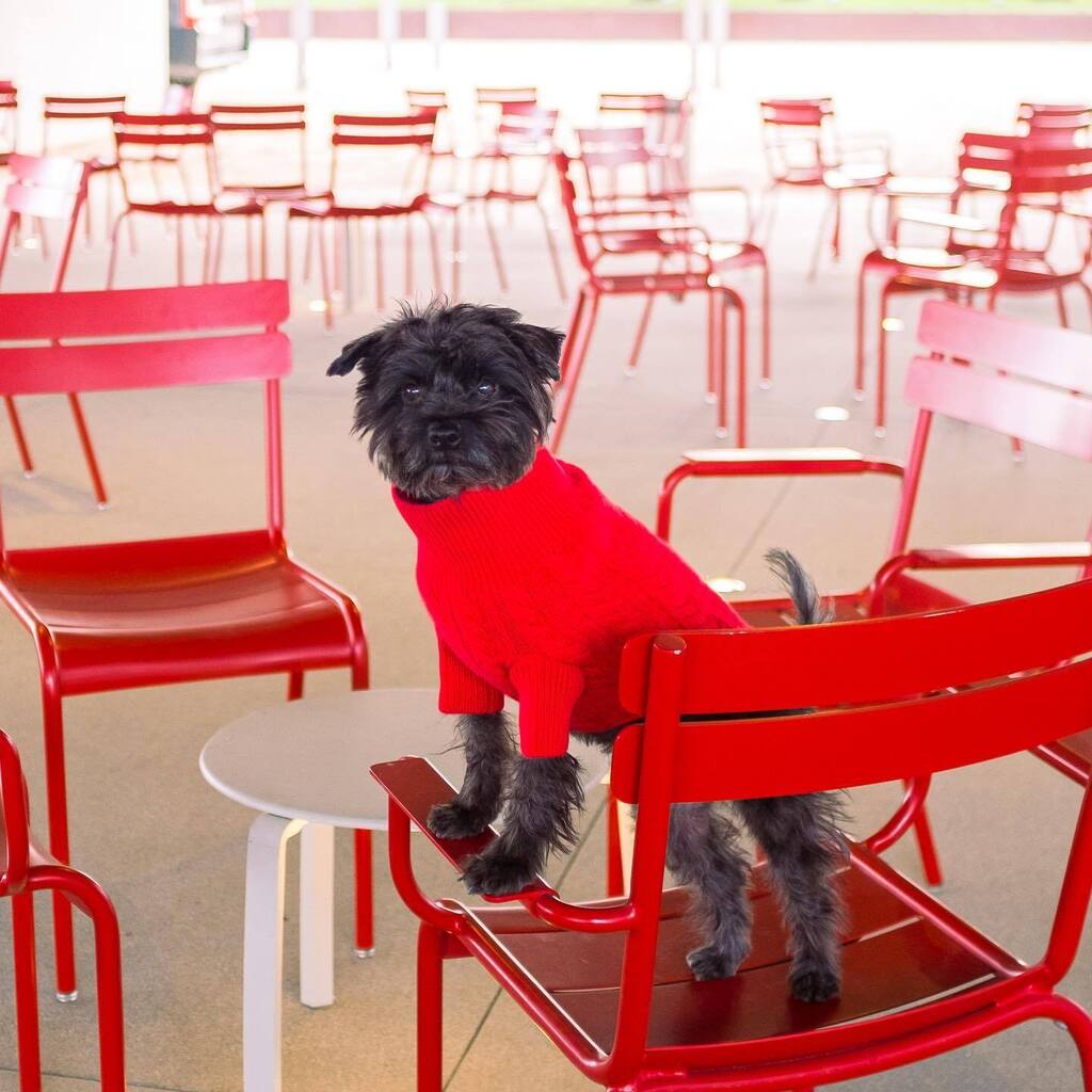 baconthedoggers's tweet photo. What things make you see red? ๐๏ธ
-
๐: @rubyrufus
-
#traveldog #traveldogstagram #dogsofinstagram #dogsofcanada #dogsoftoronto #schnauzer #minischnauzer #schnauzersofinstagram #schnauzermini #dogphotography #dogphotoshoot https://t.co/Y6eJ5isZ3S https://t.co/paCt5m7YLa
