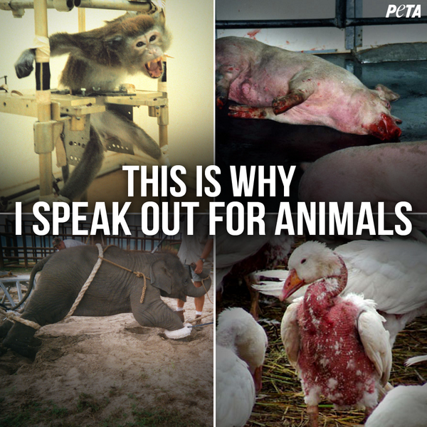 #EndSpeciesism. RT if you agree.