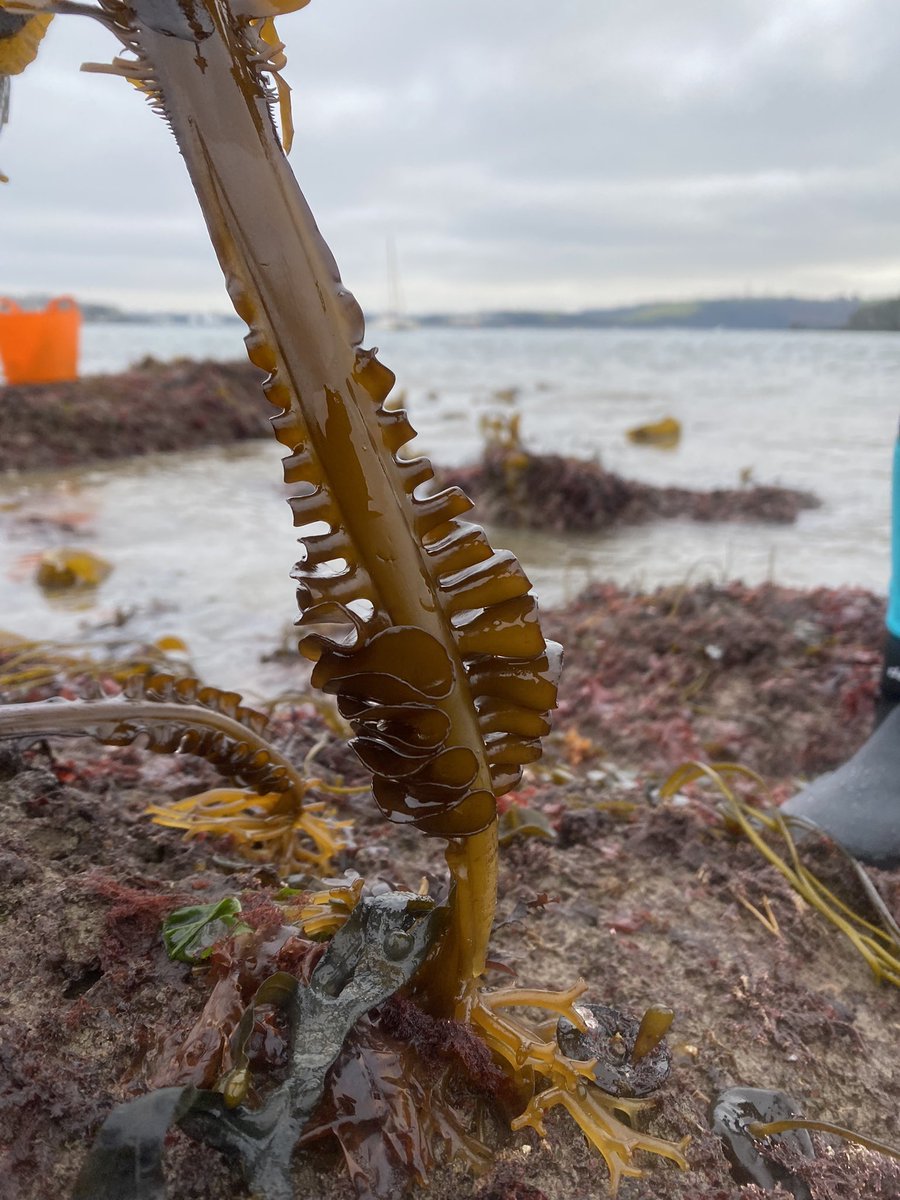 Fraser Brough tweet media