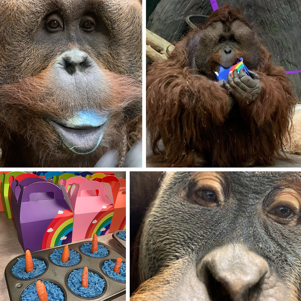 Two awesome redheads celebrated birthdays this week! Heran (34) and Godek (14) share the birthday—Feb 19! Their amazing keepers showered them w birthday treats like rice popsicle cakes with carrot “candles”, fruit, popcorn, and lots of colorful enrichment items!