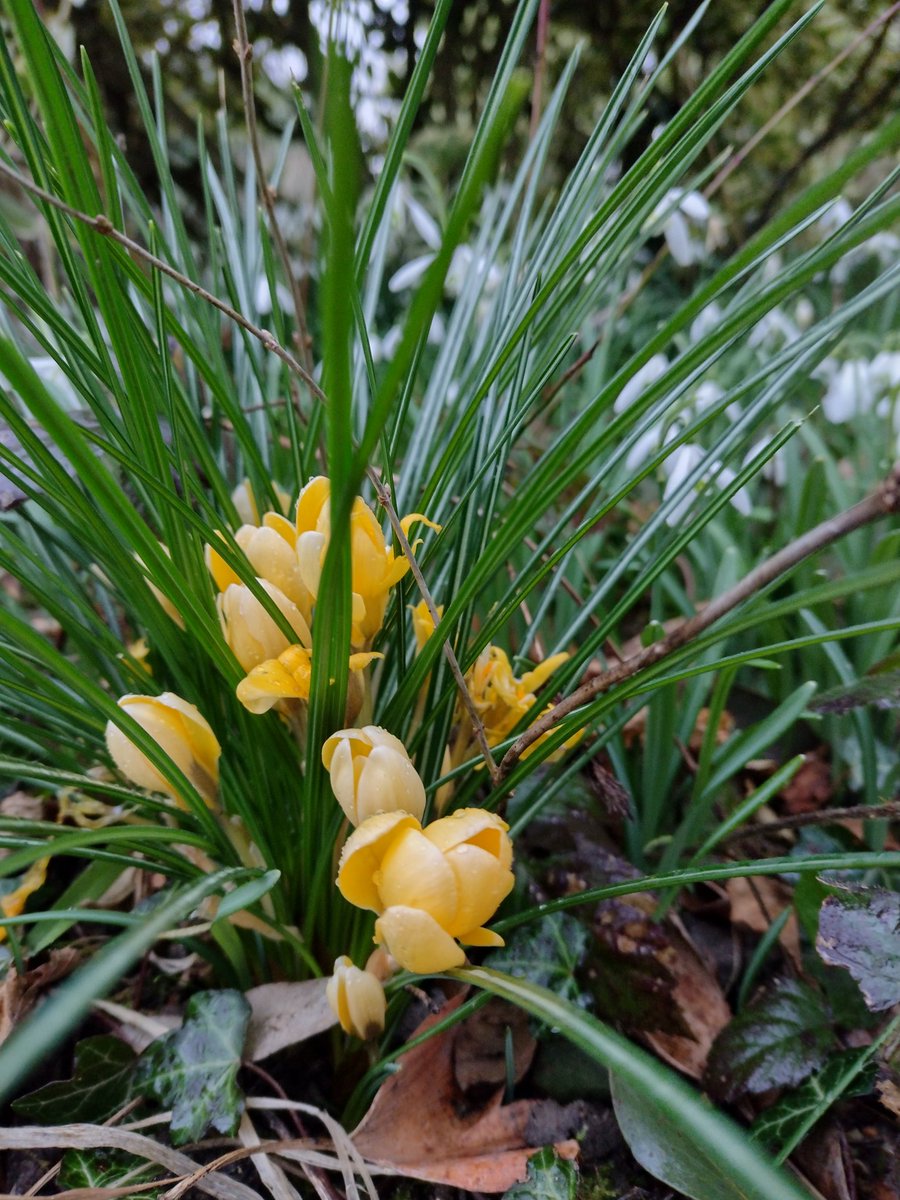 ThiChaplain's tweet image. Se mettre au sol pour regarder les beautés de la #Nature de ce #FalseSpring 2023.