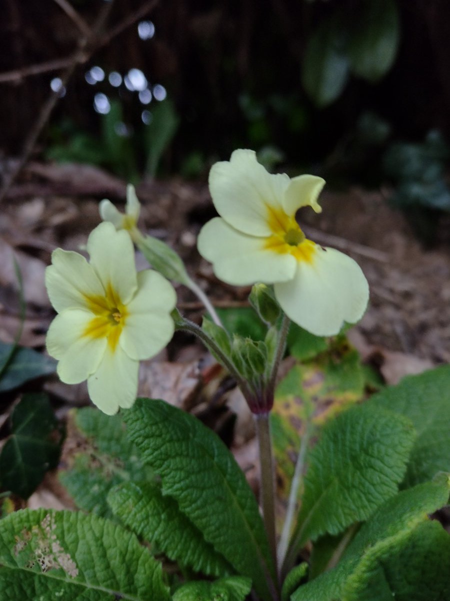 ThiChaplain's tweet image. Se mettre au sol pour regarder les beautés de la #Nature de ce #FalseSpring 2023.