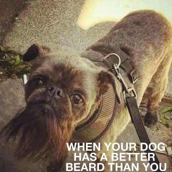 No_Shave_Life's tweet photo. The bearded dog rocks it ๐โค๐ฏ
#funny #beards #noshave #bearded #beardedmen #BeardGang #dogbeard https://t.co/GkjpgOArTu