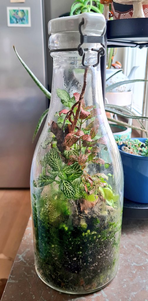 heptapus's tweet photo. update: after almost a year of no added water or air or anything it's still going strong!! 🌿 pls spare some of this resilience, I beg of you 👏👏 https://t.co/T6ZFNhZkM3