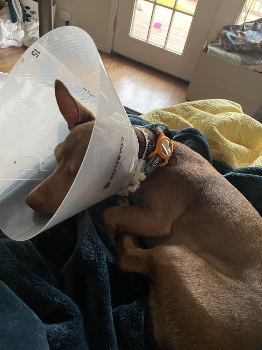 Doctor Natalie Harris tweet media