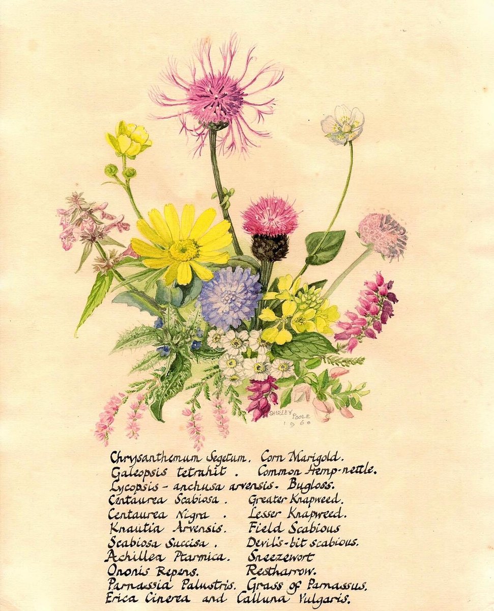 Strathnaver Museum tweet media