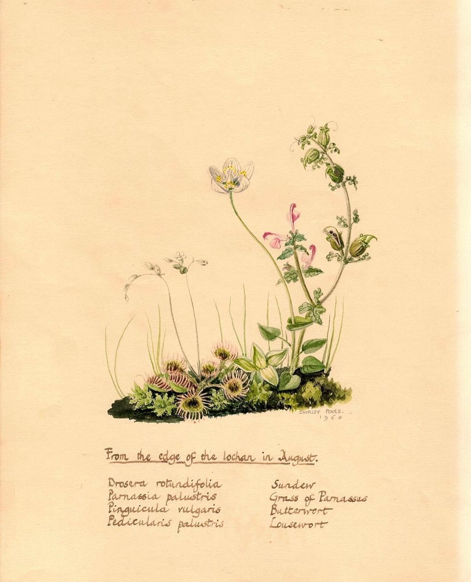 Strathnaver Museum tweet media