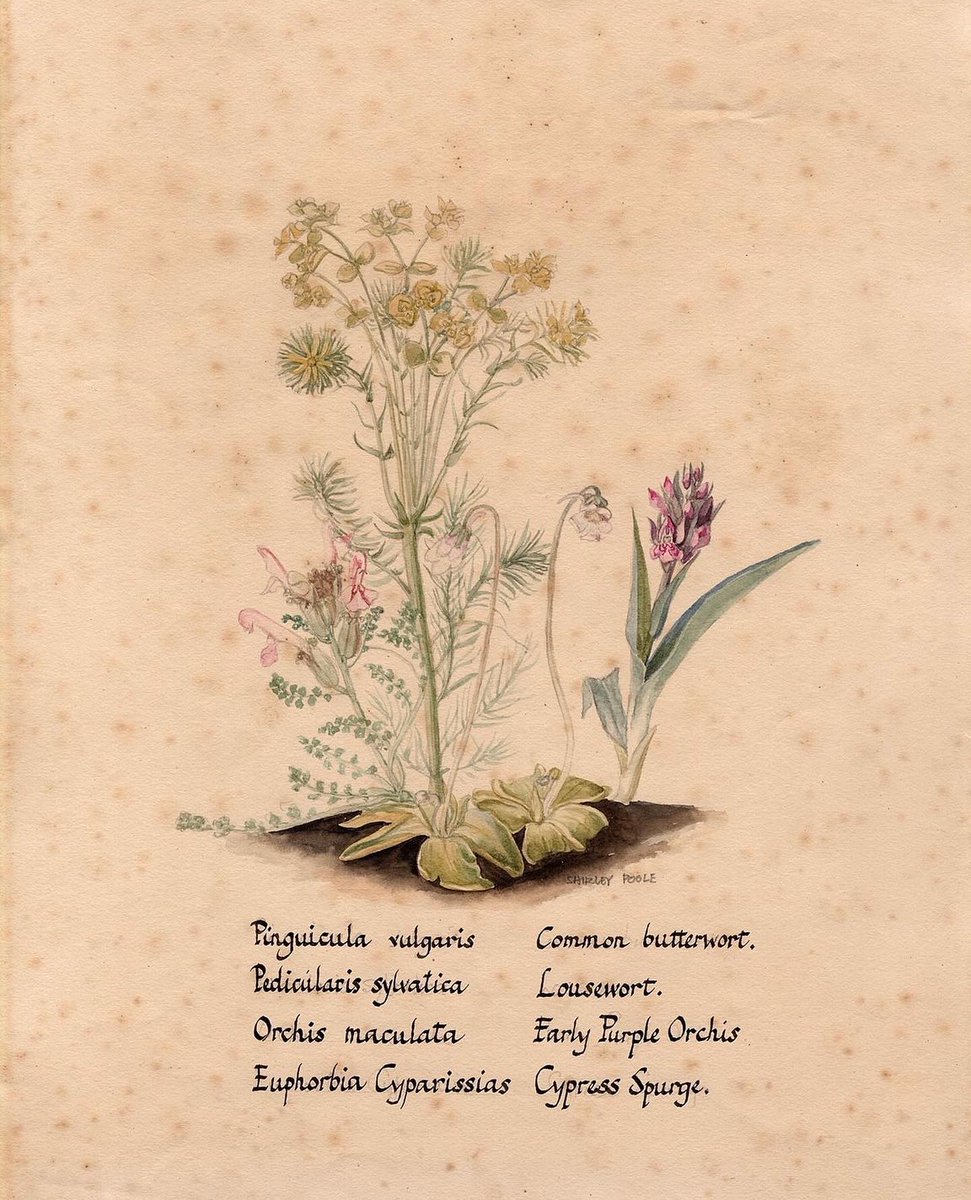 These lovely images show 4 of 8 watercolour paintings of Sutherland’s flora by Shirley Poole, who was a frequent visitor to Farr Manse and gifted these paintings to Andrew and Dorothy Howe. You will be able to find all 8 in our new exhibit exploring traditional uses of plants.