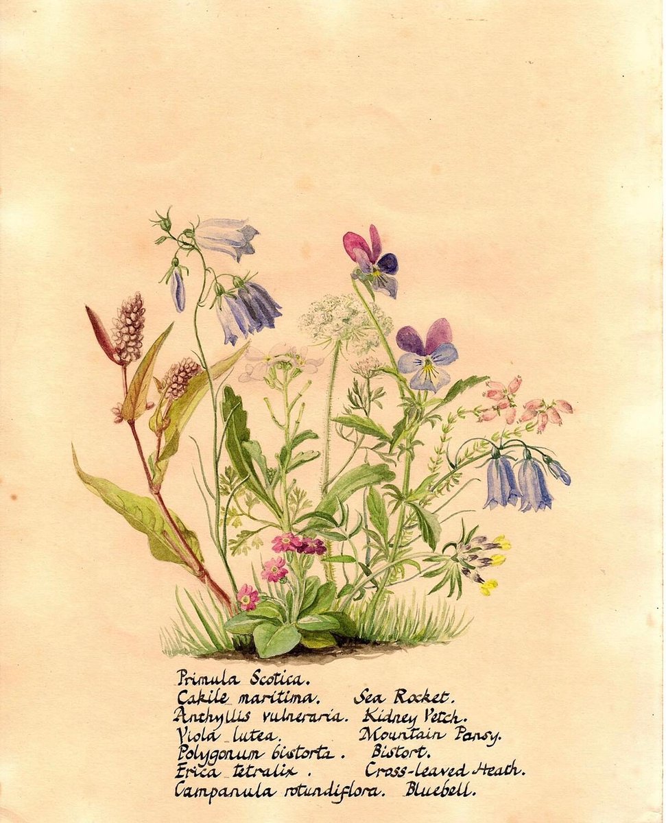 Strathnaver Museum tweet media