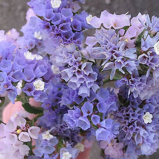 สแตติส (น.)
ดอกไม้แห่งความทรงจำ ความรักและความรู้สึกดีๆ กับคนที่เป็นเซฟโซนของคุณ เหมือนต้องการบอกว่า ”ความรู้สึกดีๆ ที่มีต่อเธอจะคงอยู่ตลอดไป” หรือ “ฉันจะไม่มีวันลืมความรู้สึกในตอนนี้เลย” เพราะถึงมันจะแห้งเหี่ยวก็ยังคงรูปเดิมเอาไว้ :-)