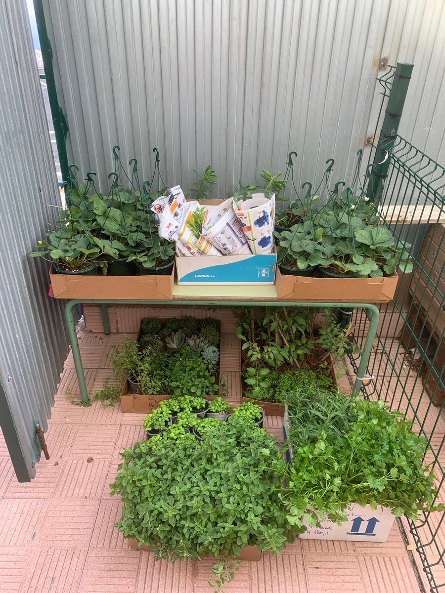 AytoCandelaria's tweet photo. 🌱🫑🥬 Así de bonito luce el huerto escolar del CEIP Carmen Álvarez de la Rosa en Barranco Hondo. Enhorabuena a la comunidad educativa por el cuidado y mimo que le dan. https://t.co/0abeEeacxj