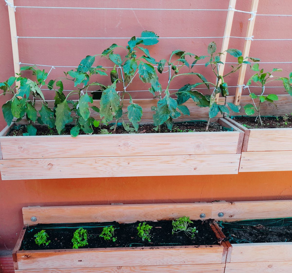 AytoCandelaria's tweet photo. 🌱🫑🥬 Así de bonito luce el huerto escolar del CEIP Carmen Álvarez de la Rosa en Barranco Hondo. Enhorabuena a la comunidad educativa por el cuidado y mimo que le dan. https://t.co/0abeEeacxj