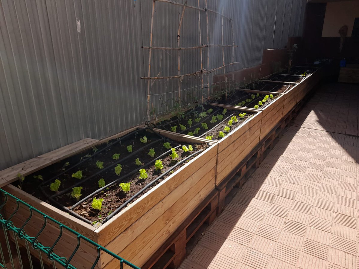 AytoCandelaria's tweet photo. 🌱🫑🥬 Así de bonito luce el huerto escolar del CEIP Carmen Álvarez de la Rosa en Barranco Hondo. Enhorabuena a la comunidad educativa por el cuidado y mimo que le dan. https://t.co/0abeEeacxj