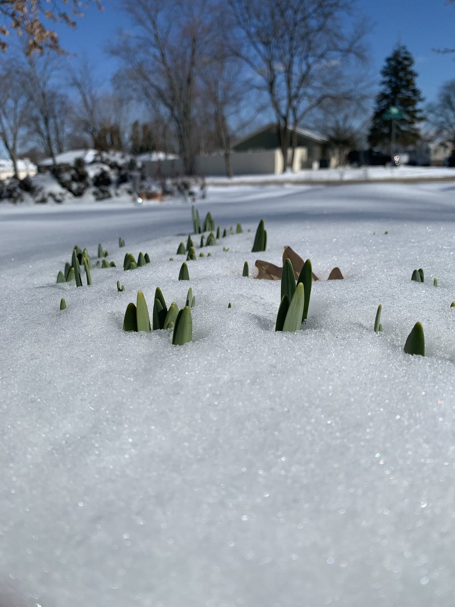TriciaFuglestad's tweet image. Thanks Kat. Looking forward to the #ofprimaryimportance podcast episode too! #opip here are those confused daffodils 🌼 I mentioned
