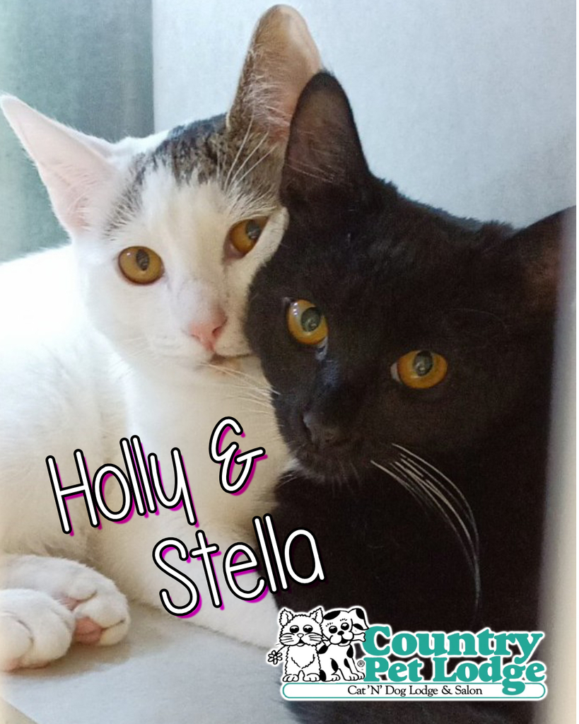 CountryPetLodge's tweet photo. These two sweethearts cuddling are sisters! Say hello to Holly & Stella! π»ππΎπ€π #holly #stella #dsh #catsisters #sistercats #siblingcats #cuddlingcats #domesticshorthair #domesticshorthaircat #catlove #catlovers #kittycat #kitties #catsofnj
#coun⦠https://t.co/VmtWyAEq1f https://t.co/Lu1pkZxpO5