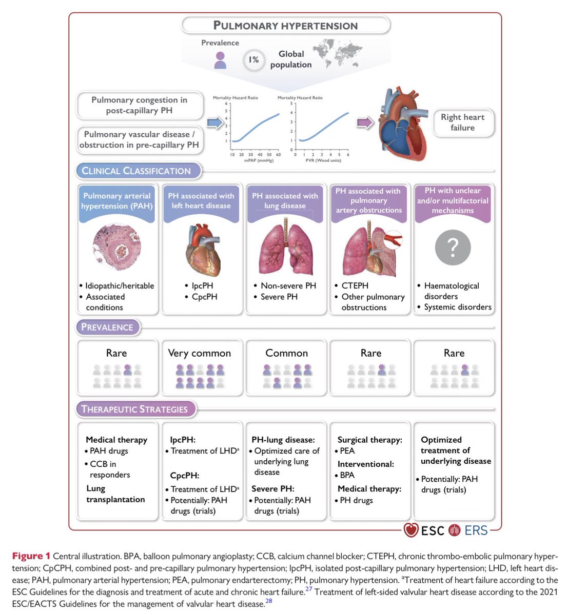 GiuseppeGalati_'s tweet photo. 🔥 Focus on #PulmonaryHypertension in #HeartFailure 1/2
🔍 The most common form of #PH
🔍 Divided in:
- Isolated post-capillary #IpcPH
- Combined post- & pre-capillary #CpcPH
https://t.co/0bh3VpsUDa
@DrMarthaGulati @MGsHusband @gcfmd @gbiondizoccai @FrancescoPaneni @iamritu https://t.co/QFtunR97mA