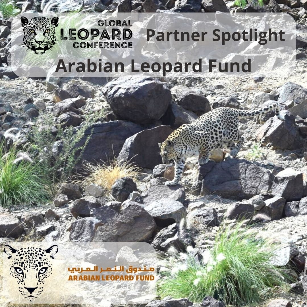 #GLC23 Partner Spotlight ~ Arabian Leopard Fund
The @alf_ngo was established by @RCU_SA &works with @PantheraCats to safeguard the #ArabianLeopard &change the fate of one of our planet’s most delicate ecosystems. More at instagram.com/p/Co9-Tg9qHGc/
@HTatwany @HanyTatwany