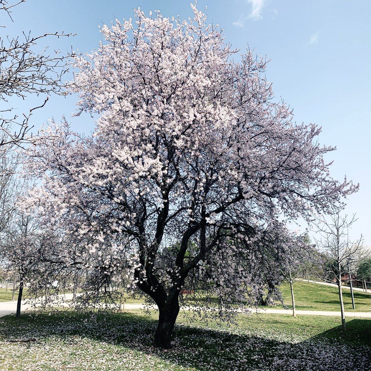 thefromthetree's tweet photo. Por qué la floración de los almendros cada mes de febrero no deja nunca de maravillarnos? https://t.co/ocWlHuvfKq
