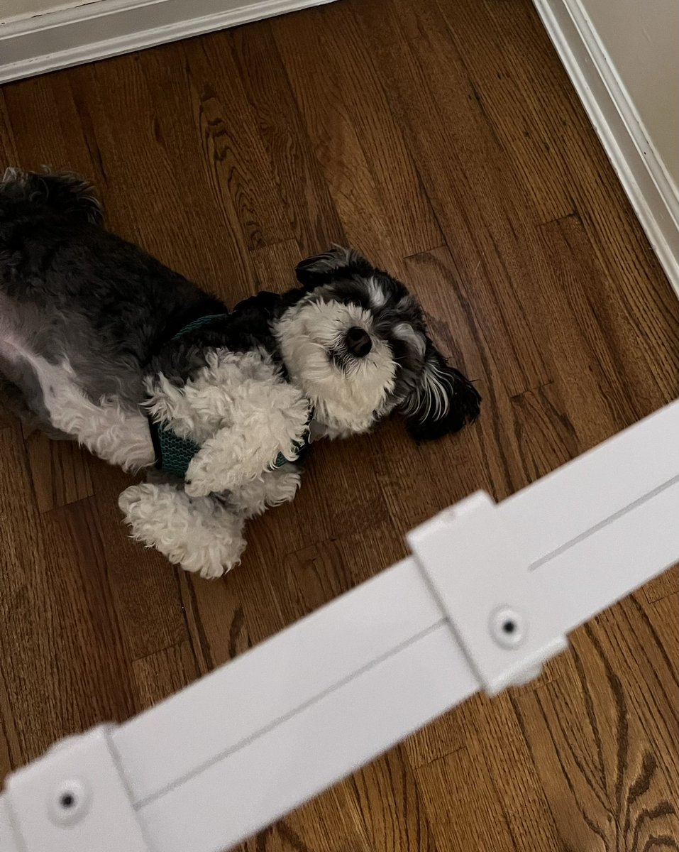 This is what happens when you open the garbage can to eat all the tissues…

Can you let me back in for belly rubs, pawleease?❤️🐶 
#dogs #dogsoftwitter #dogsarefamily #havanese #DogsBehavingVeryBadly