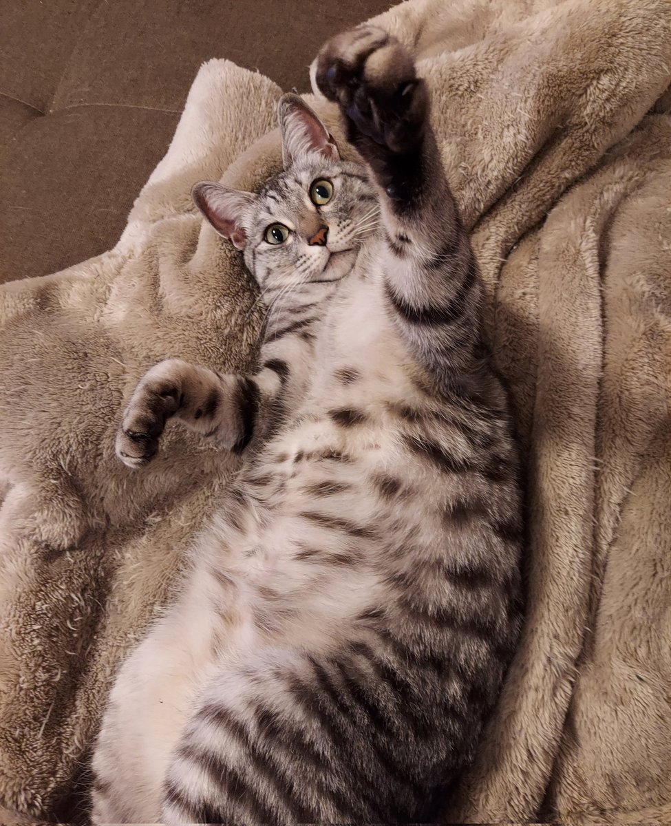 ametohina's tweet photo. 猫の日 https://t.co/qwomzETfsA