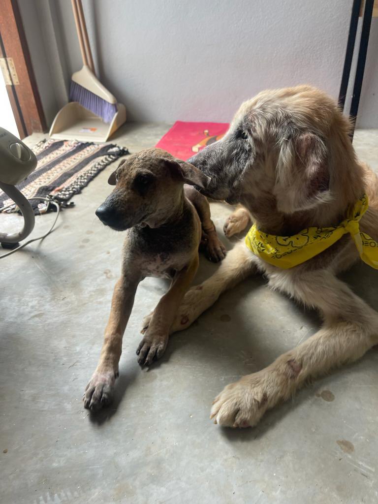 Time to find Rodney his forever home and some news on getting Tina operated on. Not always easy but there is big progress today. Wrote about it here…

niallharbison.substack.com/p/getting-rodn…