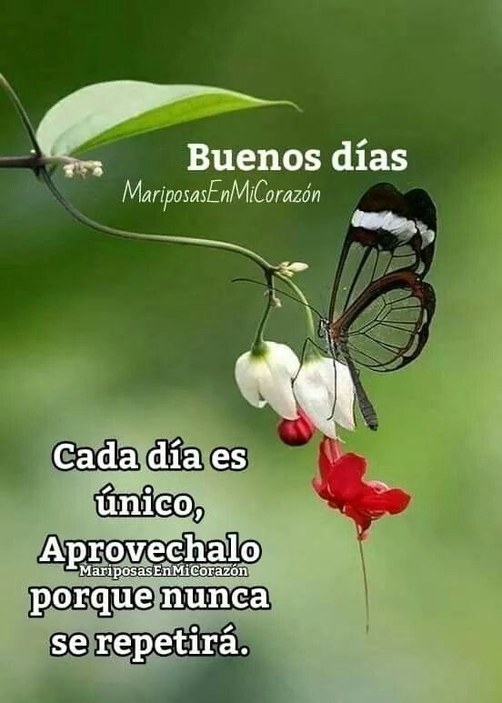 Que tengas un bonito día,
que la vida siempre te sonría 🌹🌾🌹