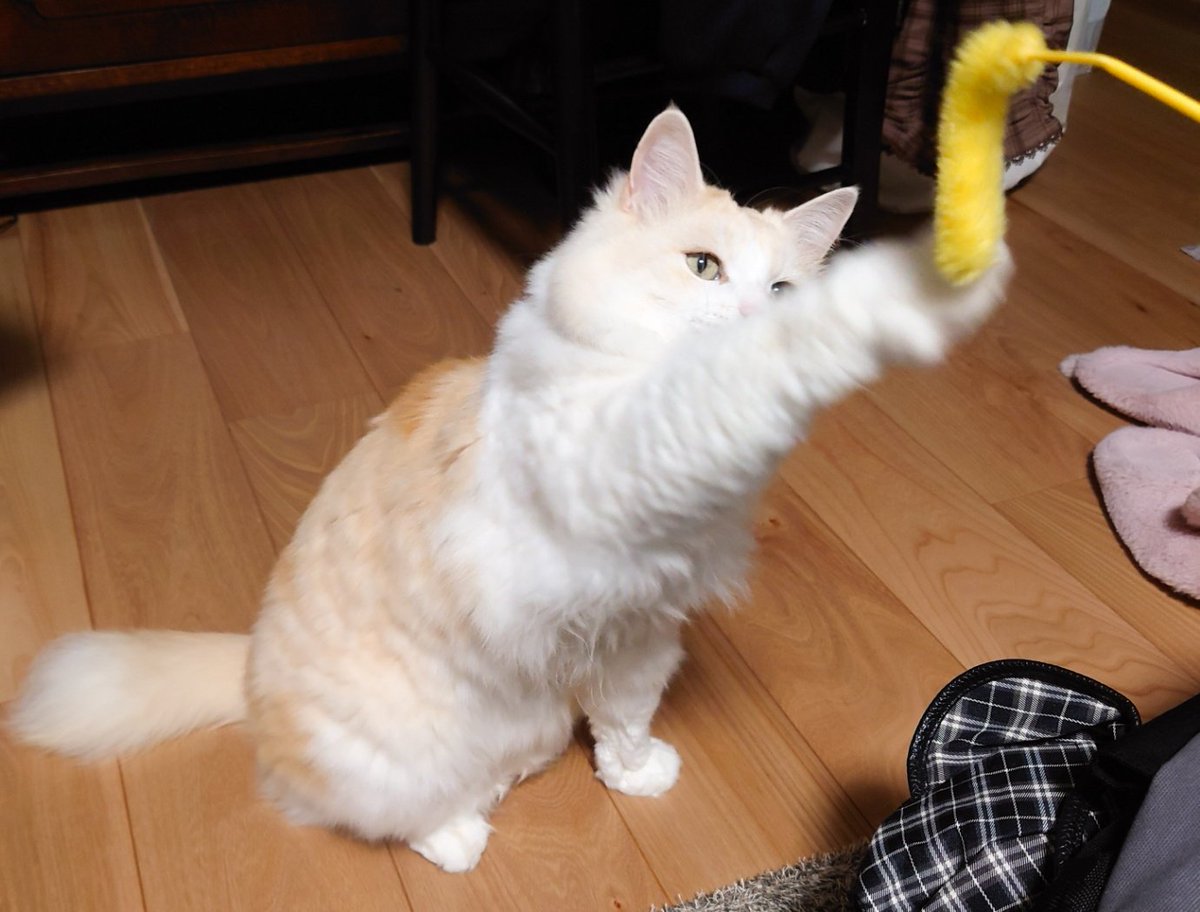 ぎりぎり間に合ったトロさんじゃらし

＃猫の日