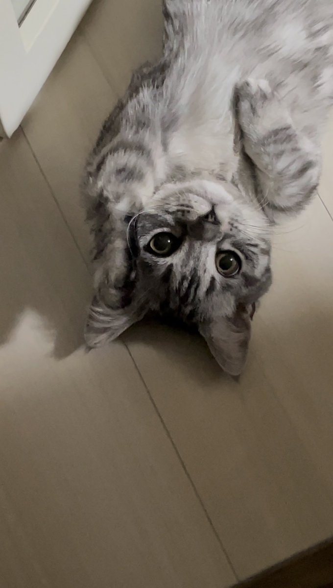 joah_chika's tweet photo. #猫の日
初めて迎えるにゃんにゃんにゃんの日🩰 https://t.co/EJ0vibEkUm