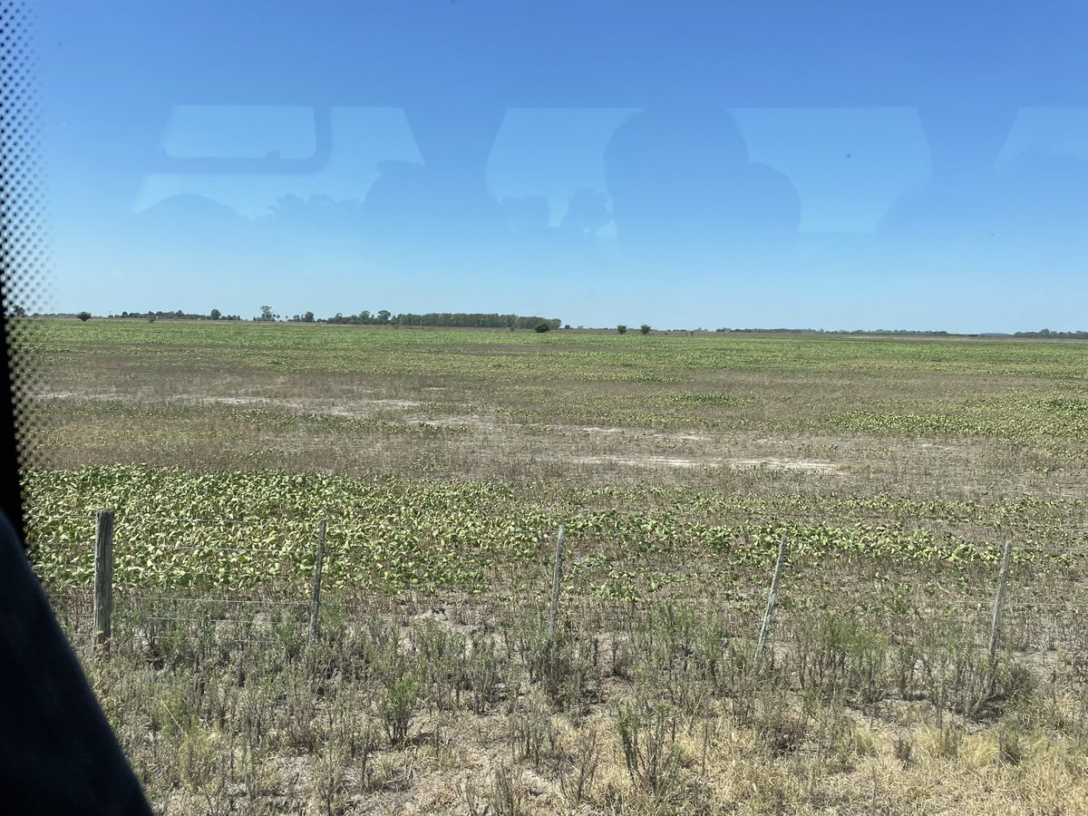 cornelissenfarm's tweet photo. We’re down in Argentina, most of the crops are showing severe drought stress, especially double crop beans after winter wheat that’s the only crop that they double crop https://t.co/esSXBDBCxB