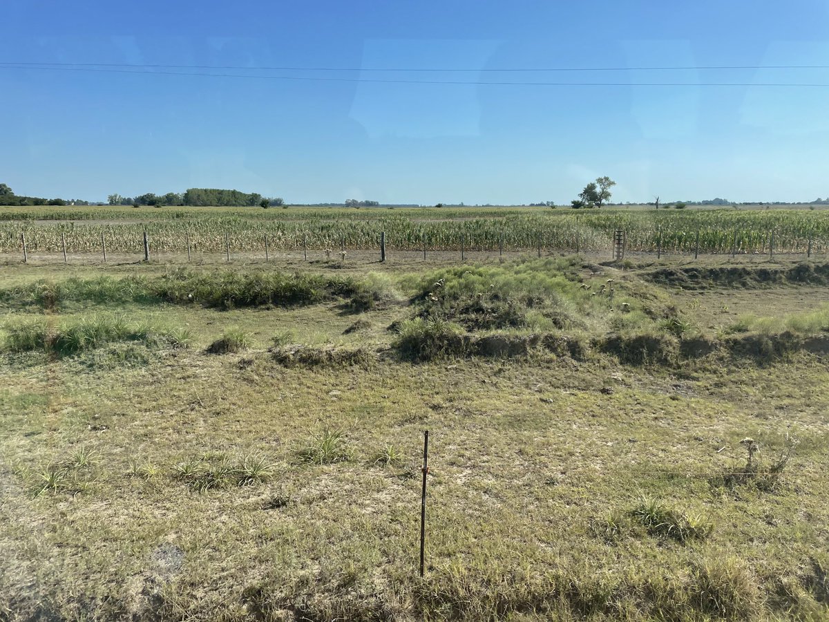 cornelissenfarm's tweet photo. We’re down in Argentina, most of the crops are showing severe drought stress, especially double crop beans after winter wheat that’s the only crop that they double crop https://t.co/esSXBDBCxB