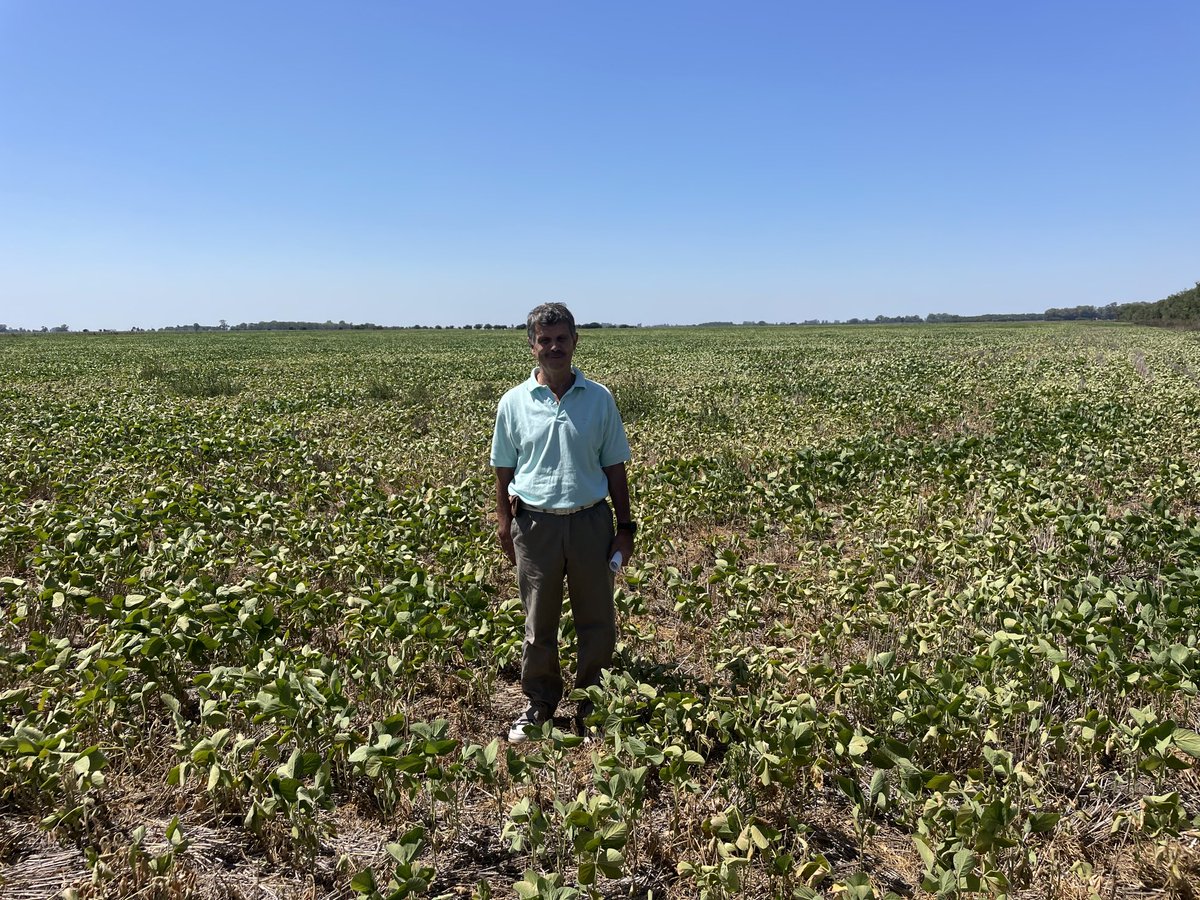 cornelissenfarm's tweet photo. We’re down in Argentina, most of the crops are showing severe drought stress, especially double crop beans after winter wheat that’s the only crop that they double crop https://t.co/esSXBDBCxB