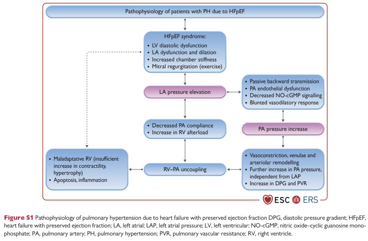 GiuseppeGalati_'s tweet photo. 🔥 #PulmonaryHypertension in #HeartFailure 2/2
🔍 Divided in:
- Isolated post-capillary #IpcPH
- Combined post- & pre-capillary #CpcPH
👉 Potential role of new drugs like #vericiguat that should be tested in both populations of #HF (#IpcPH & #CpcPH)
- NO-sGC-GMP pathway is 🔑 https://t.co/3ja8GRJRpY