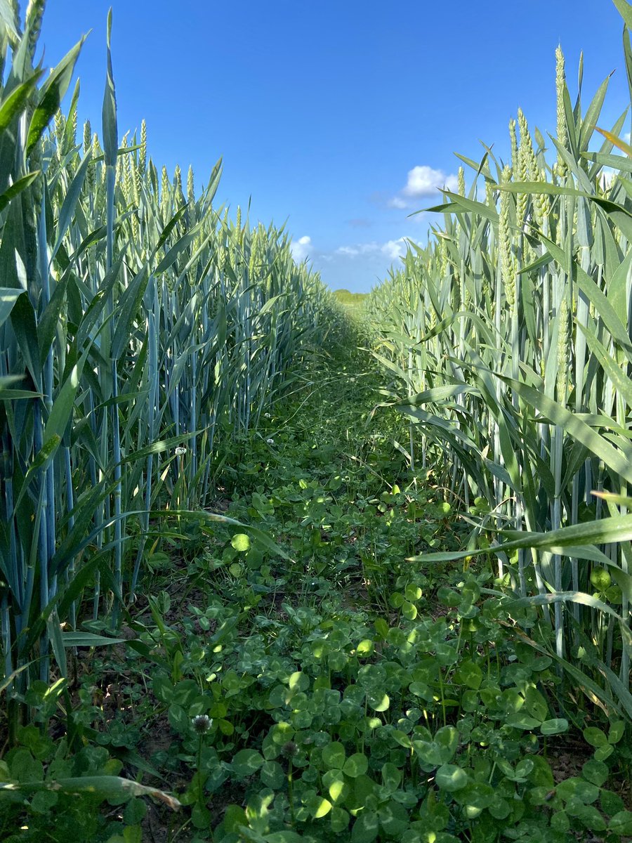 M_Nuttall_Ag's tweet photo. We are taking the #MonitorFarm programme on tour, first stop @BoycefieldFarm!! Join us next week (Thursday 2nd March, 10:15-13:30 inc. lunch) for a farm walk. Find out more and book here: https://t.co/u66ET9V0Mp
@AHDB_Cereals @AHDB_BeefLamb @Cereals_SE https://t.co/R0Re0vk8o5