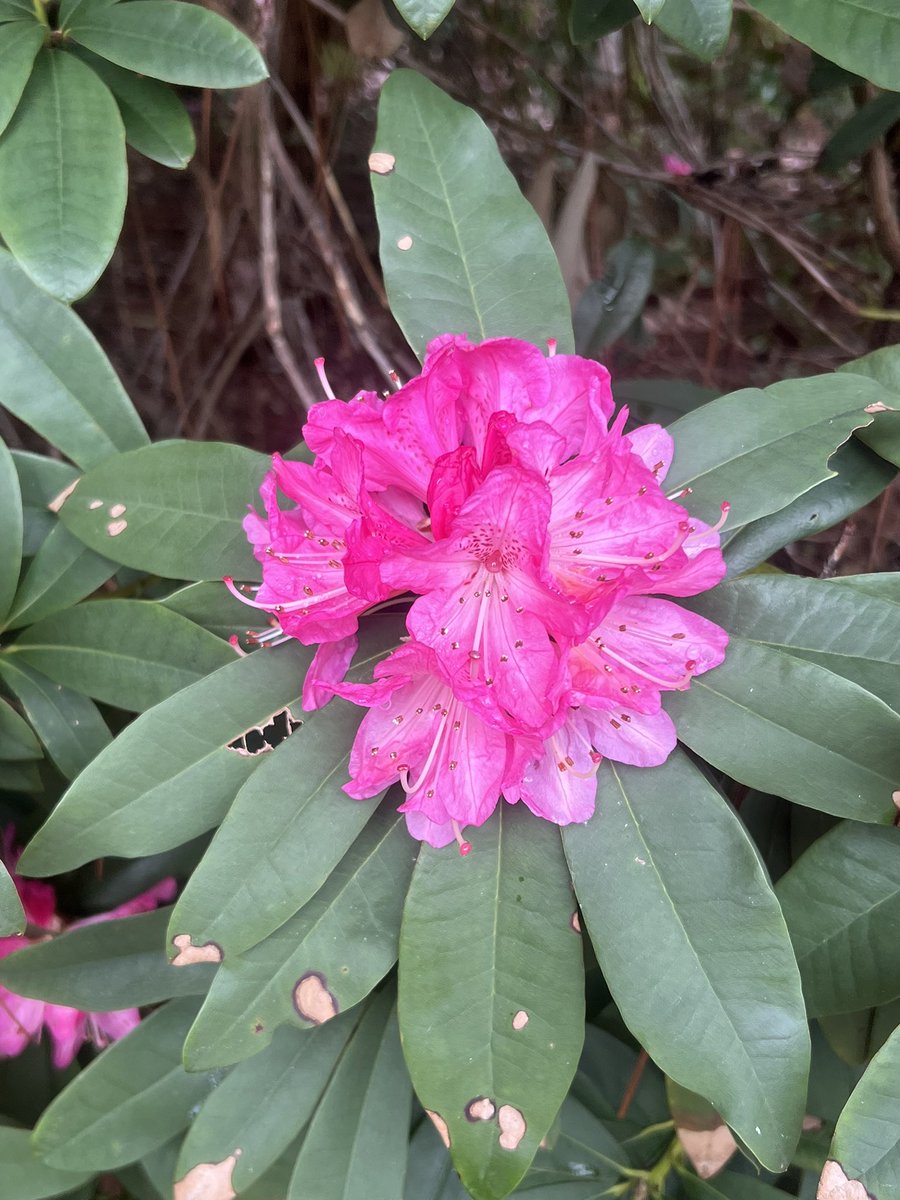 Who said true Rhododendrons can’t thrive on the Gulf Coast? A couple of specime plants in full bloom <a href="/MobileGardens/">Mobile Gardens</a> .