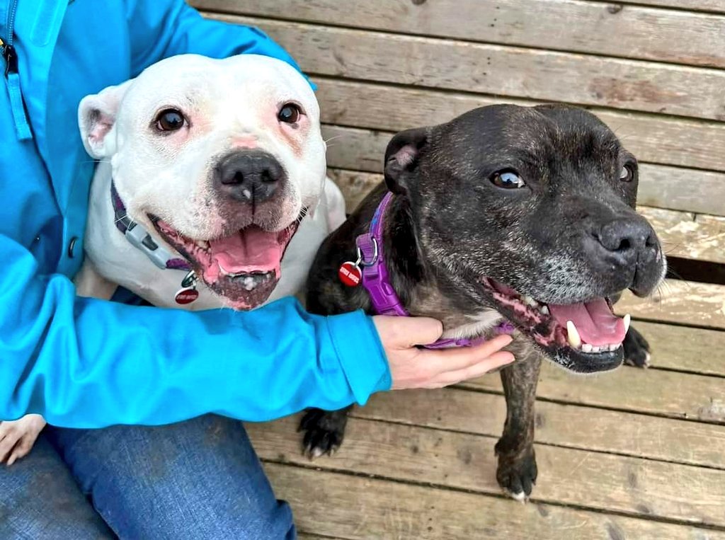 SeniorStaffy's tweet photo. Don't forget our Dynamite Duo TnT aka Tinks and Tyson are still waiting patiently for their special someone to notice them. Bonded beautiful pair looking for love 😍 
Read more about them at https://t.co/Jqg7zqMCDG #seniorstaffy #TeamZay #AdoptDontShop #RescueDogs ❤️ https://t.co/zi8lGZ8iSt