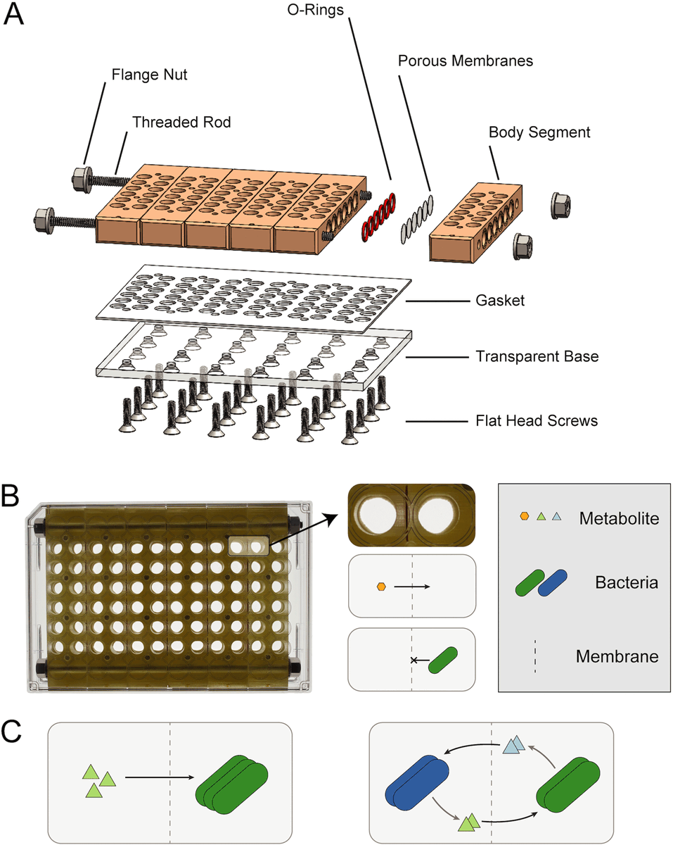 Construction and Modeling of a Coculture Microplate for Real-Time Measurement of Microbial Interactions

<a href="/mSystemsJ/">EIC Jack Gilbert</a> from <a href="/dsegre/">Daniel Segrè</a> 

journals.asm.org/doi/10.1128/ms…