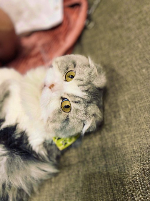 うちのにゃんこたちも!
茶々丸、かぼちゃ、わたぼう🐱 